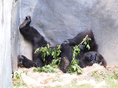 [A gorilla lies on the ground with his back against a wall and one foot perched on the wall as he holds a small tree branch against his chest. His eyes are closed.]